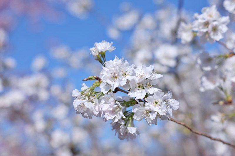 3月18日，玉淵潭公園促培的早櫻品種「香妃」首次亮相。新京報記者 薛珺 攝