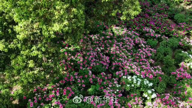 洛阳牡丹盛放迎春，周深歌声伴赏国色