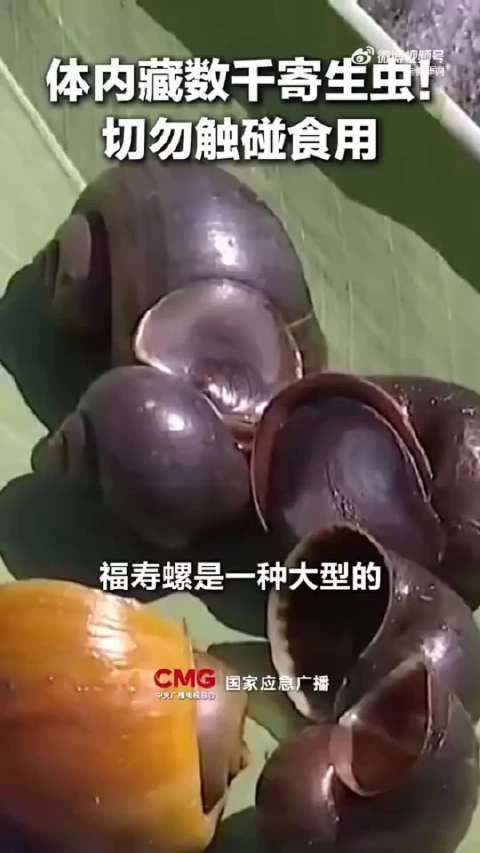 敲黑板！福寿螺不是田螺千万别误食