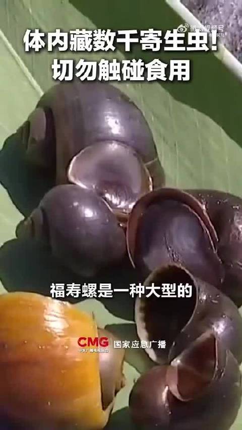敲黑板！福寿螺不是田螺千万别误食