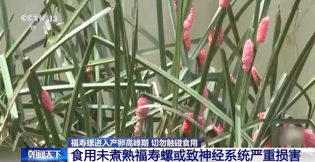 体内藏数千寄生虫！福寿螺进入产卵高峰期，切勿触碰食用