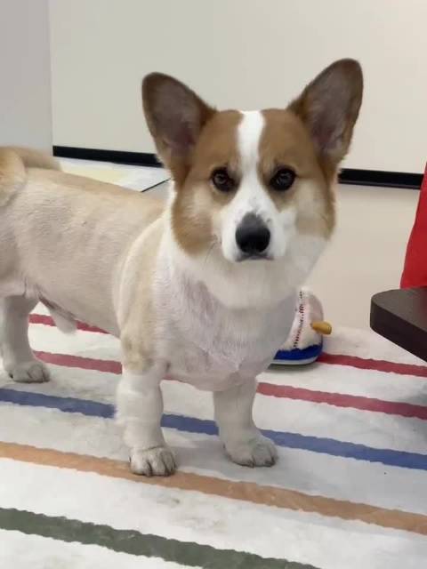 你是说宋祖儿的dog圆圆也在练习演技对吗