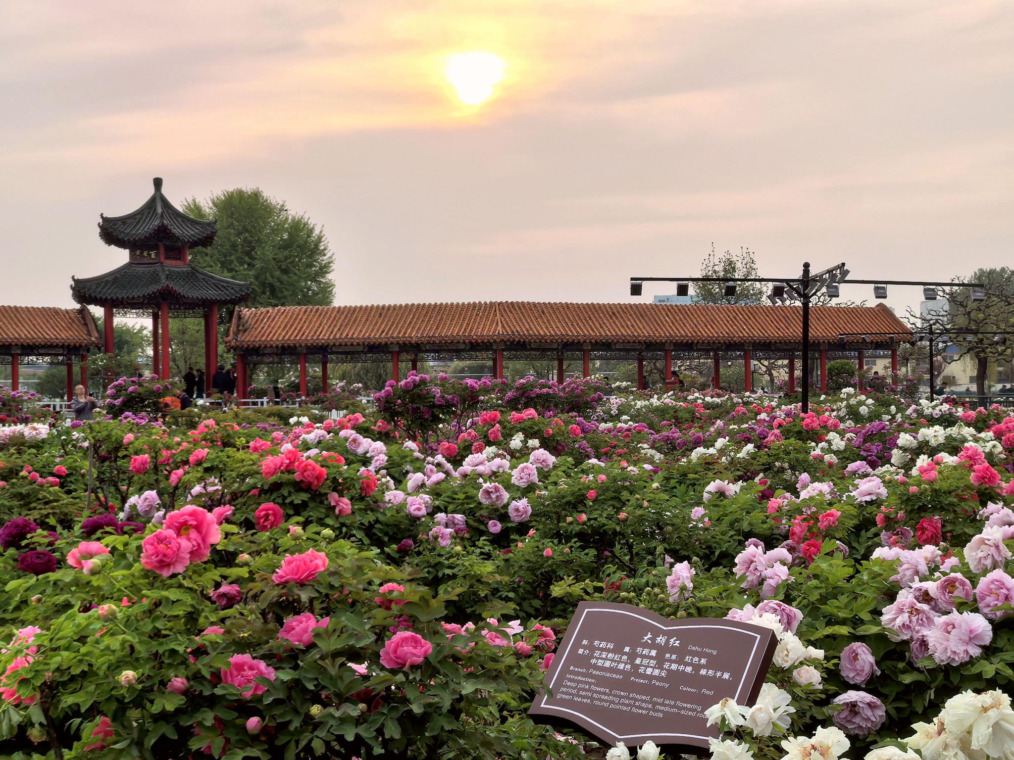 曹州百花園以牡丹名貴品種繁多而聞名。新京報齊超 攝