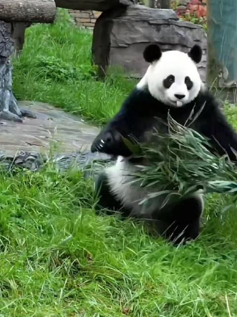 怡畅熊猫行云流水展示功夫