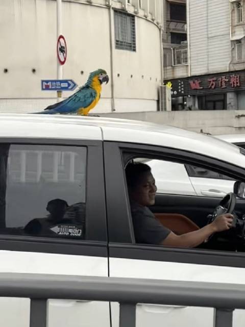 福建厦门，免费出租车，司机只闻其声不见其鸟，那爪子不得把漆扣下来啊