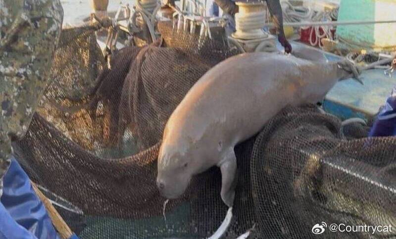 泰国瑶诺岛雄性儒艮遭斩首分尸，疑因迷信护身符