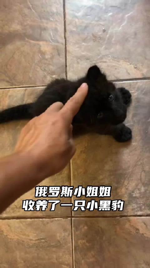 狗子一手带大的小黑豹，长大后完全打不过了！