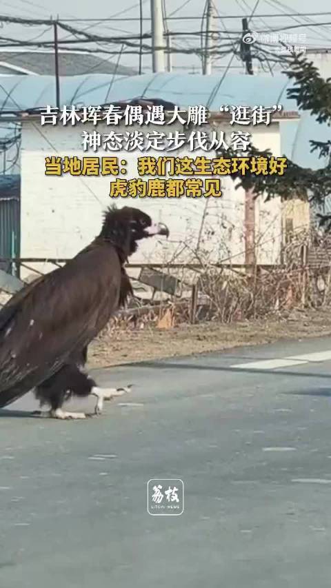 咱也要当神雕俠侣的主角！