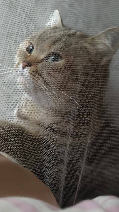 怎么能得到一辆