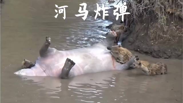 鬣狗怎么也想不到河马尸体，竟变成了定时炸弹