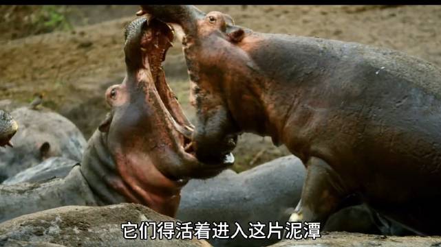 河马粪不顾身 生活在自己的排泄物中河马