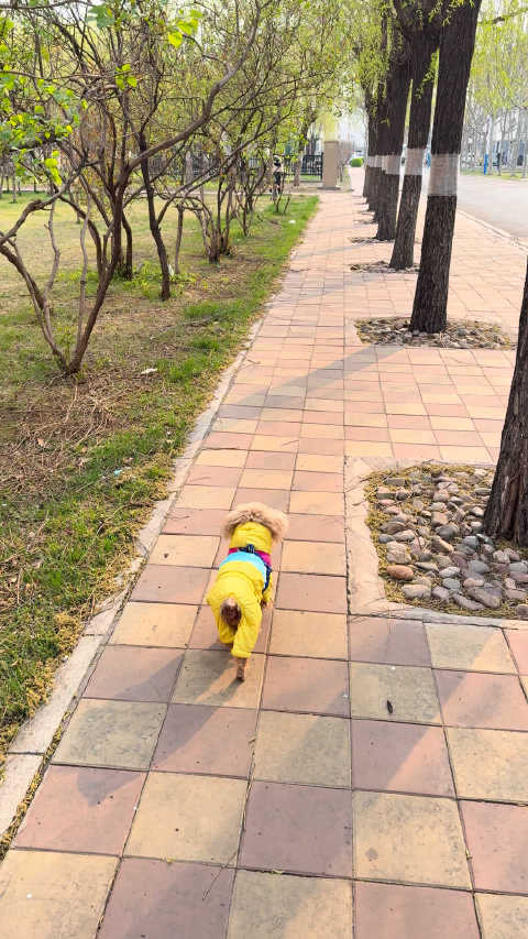 回去途中又遇见仔仔筒靴了
