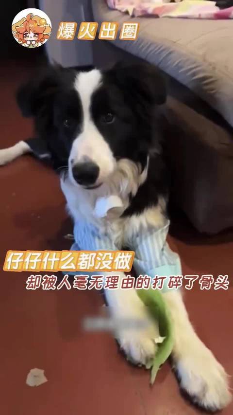 为仔仔发声，小狗什么都没有做错！施暴者该受到惩罚！