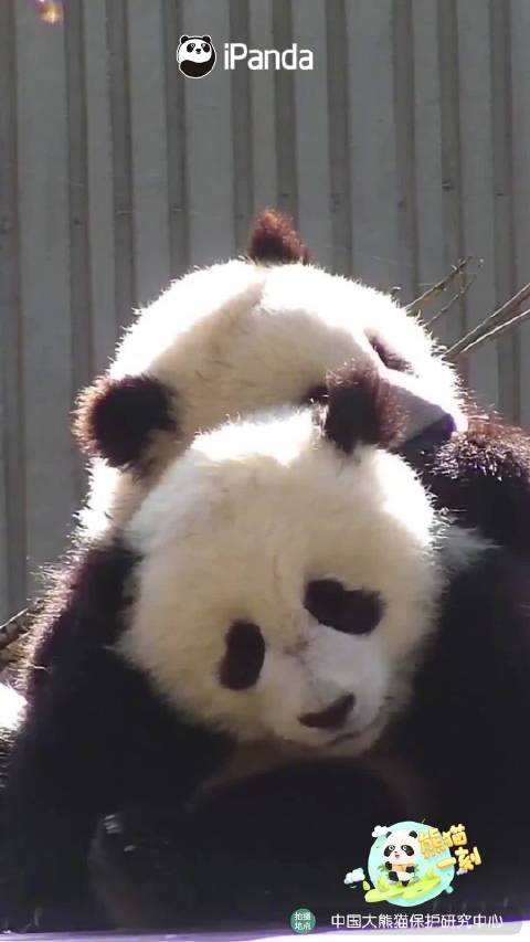 兩團糯米糍在抱抱