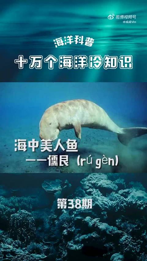 泰国海岸发现遭斩首儒艮，保护海洋生物刻不容缓