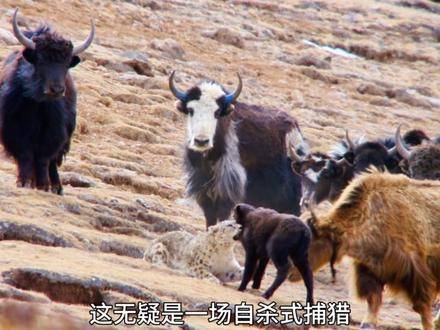 雪豹身陷绝境：纵为顶级掠食者，亦难逃举家漂泊之命