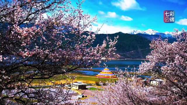 纳帕海的春天：雪山为邻 桃花入画