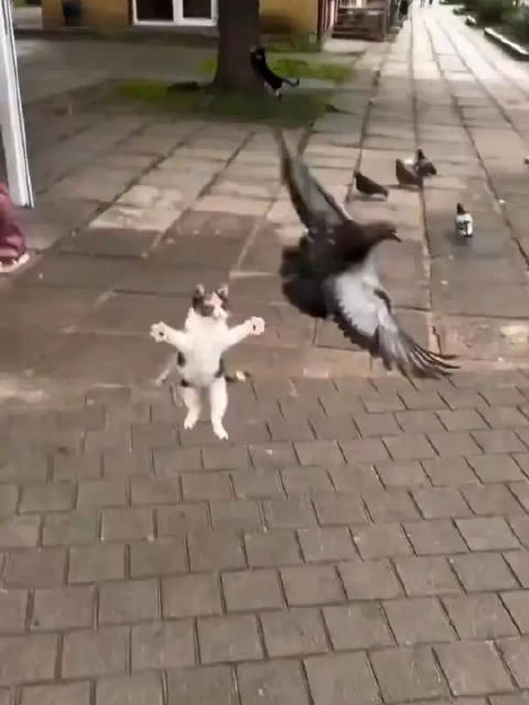 狩猎能力：0% 精准度：0% 自信心：100%