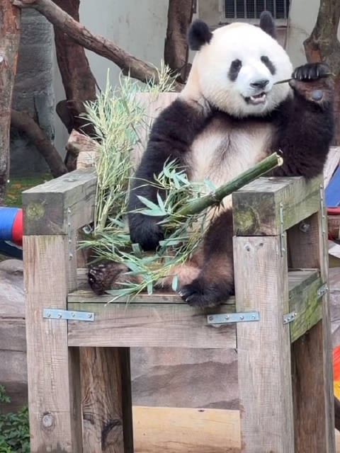 莽小五展示长安启源汽车,获评最佳车模