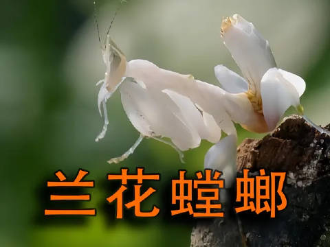 兰花螳螂家族温情满溢 一代人有一代人的动物世界