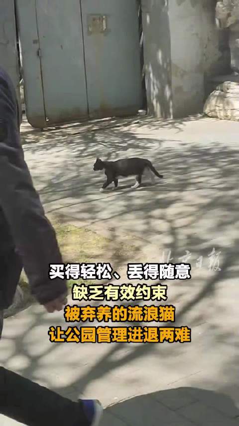 弃养宠物困扰公园社区管理者