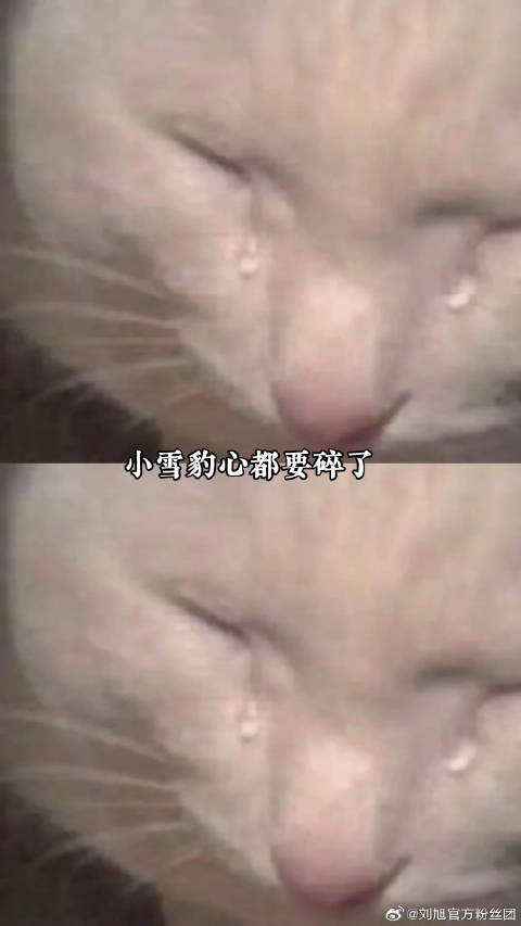 好朋豹在后面失望地看着裁照片的人动物世界