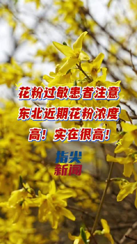 花粉过敏患者注意了 近期花粉浓度预报来了 东北大部分地区 高！实在很高！