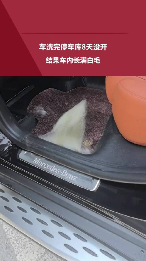 女子洗车后停车库8天长满白毛