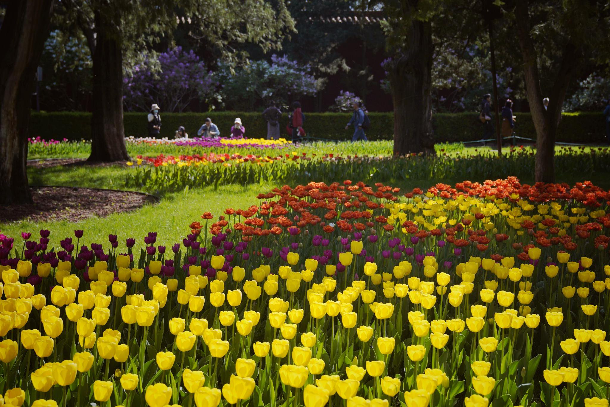 4月11日，中山公園，鬱金香已全面進入盛花期。新京報記者 薛珺 攝