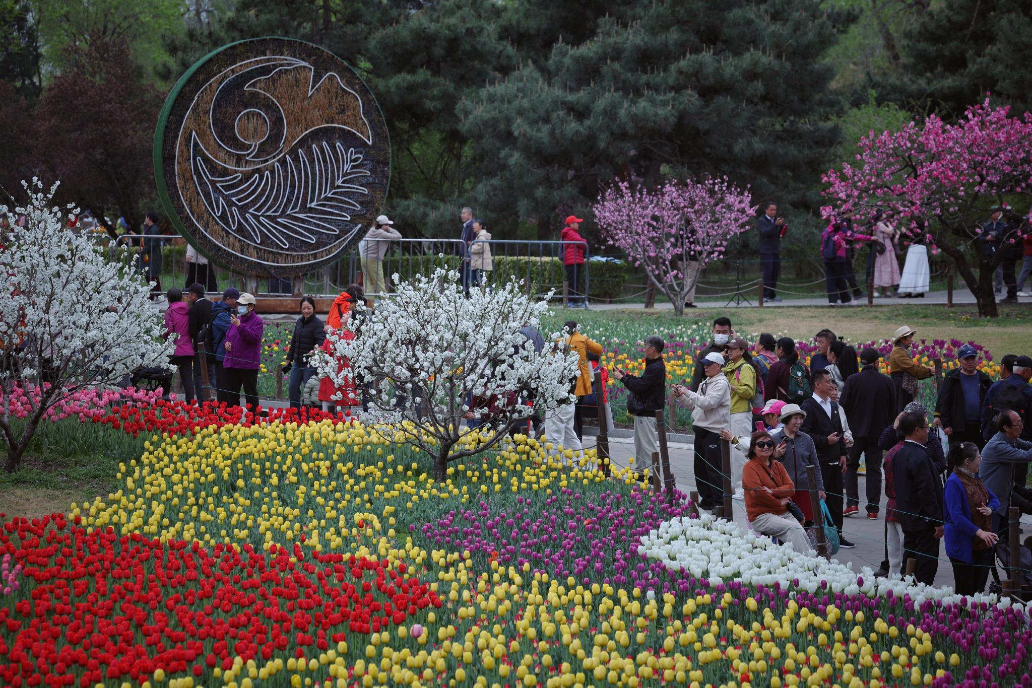 4月13日，國家植物園（北園），遊客在鬱金香花海前遊玩。新京報記者 薛珺 攝