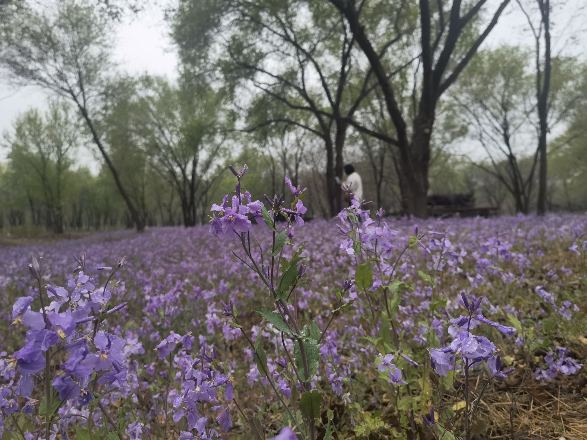2026年4月9日，奧北森林公園二期新貌。10多年前，這裏還是華北最大的廢品收購市場。新京報記者 周懷宗 攝