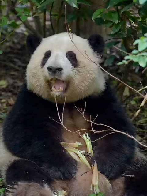 小叶子休假第十天花局熊担纲六号别墅营业宠粉吃播