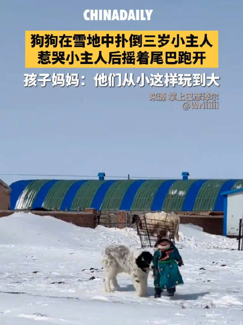 狗狗和萌娃雪地有爱互动