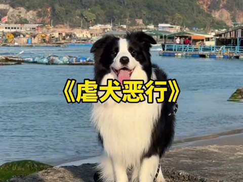 仔仔很乖，即使头骨被打碎还在向恶人摇着尾巴！