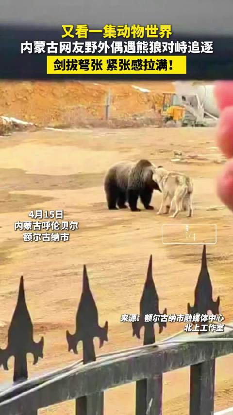 又看一集动物世界！内蒙古网友野外偶遇熊狼对峙追逐，剑拔弩张，紧张感拉满！