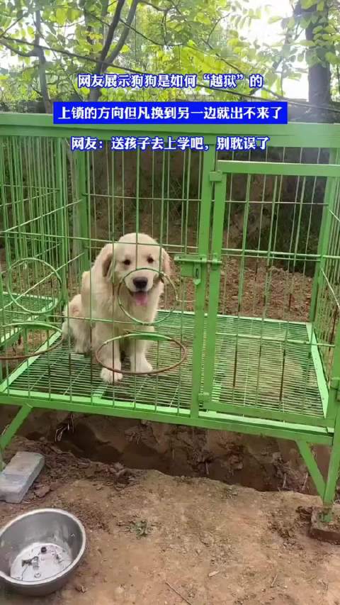 网友记录狗狗巧妙越狱过程，锁方向成关键