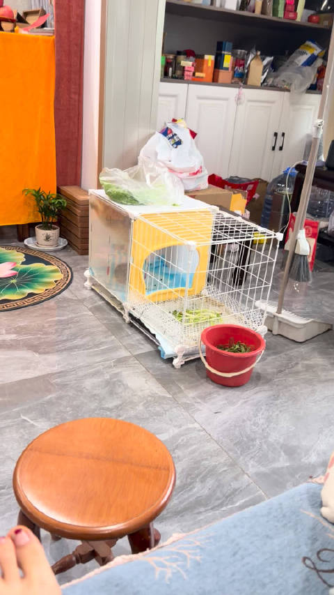 想要越狱的雪梨，秒变文静小女兔