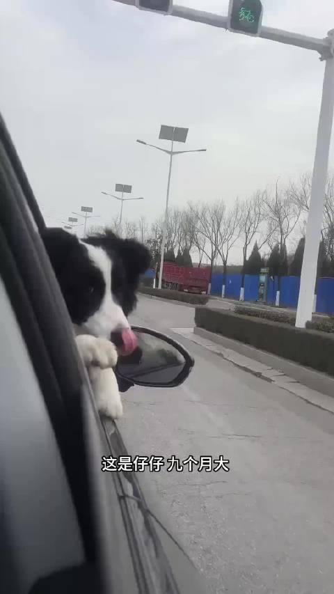 边牧路边等主人遭铁棍击打头骨碎裂