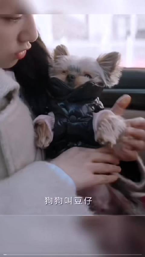 张婧仪饲养超小体约克夏犬引争议