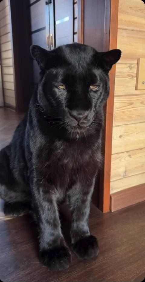也就是黑豹，换成猫早就挠你了