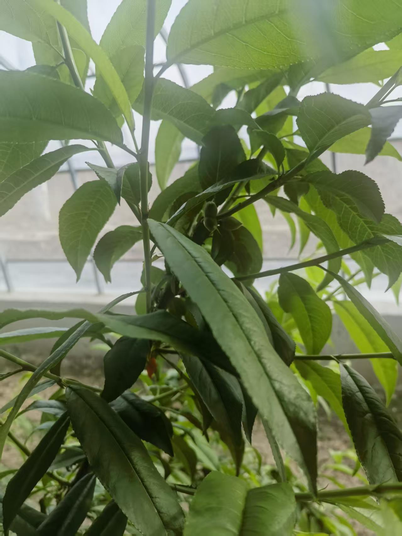 一颗水蜜桃串起苏青东西部协作山海情