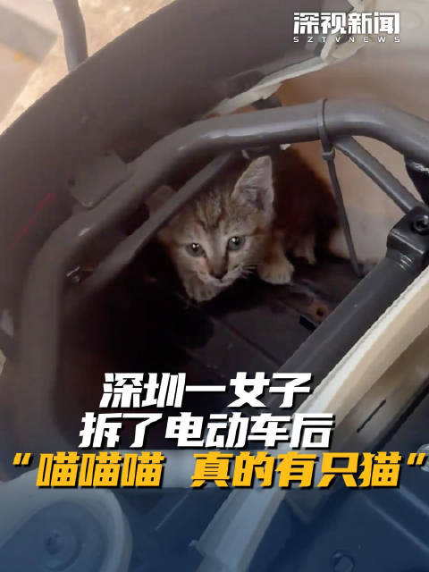 深圳一女子拆了电动车后 “喵喵喵 真的有只猫”