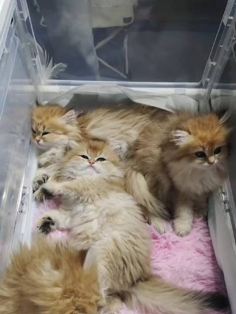 像俊辰的小猫咪