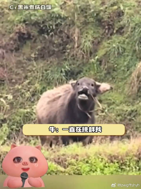牛：一直在挑衅我！神奇动物在 万万没想到 微博VC计划