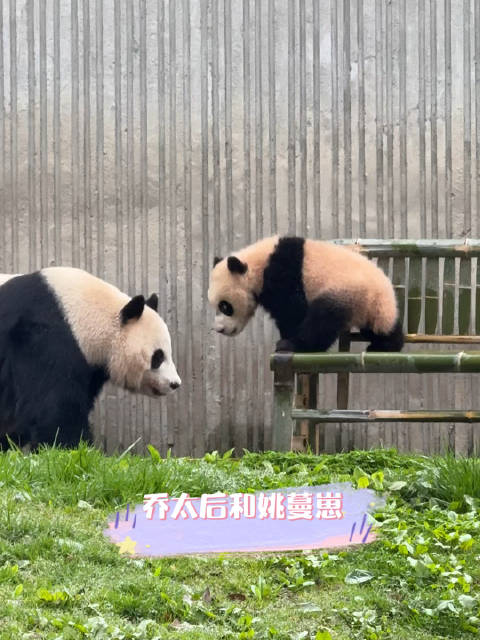 姚小八好歪哦，居然凶乔乔干妈 20260329