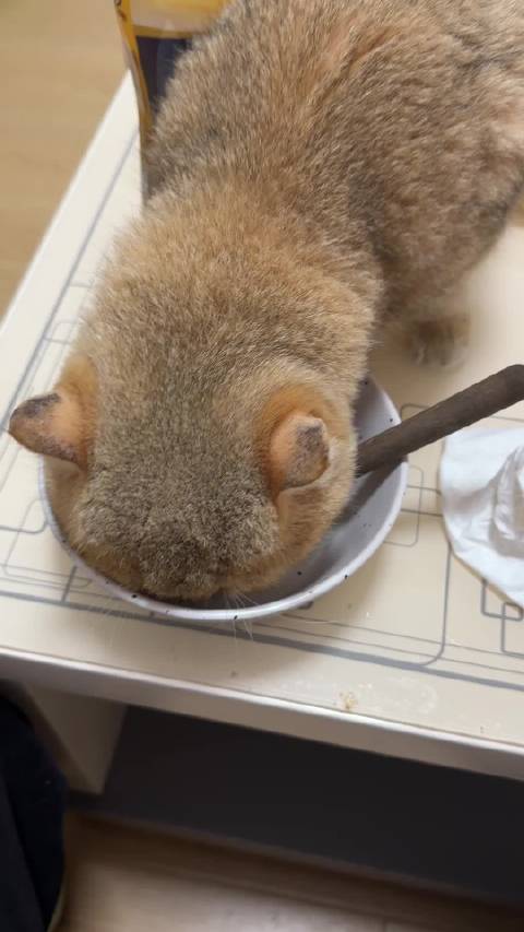 家里来新人了哟 福仔 仔仔