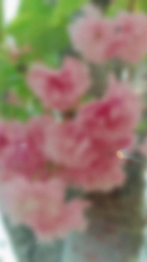 肖战周五早安祝福花开幸福
