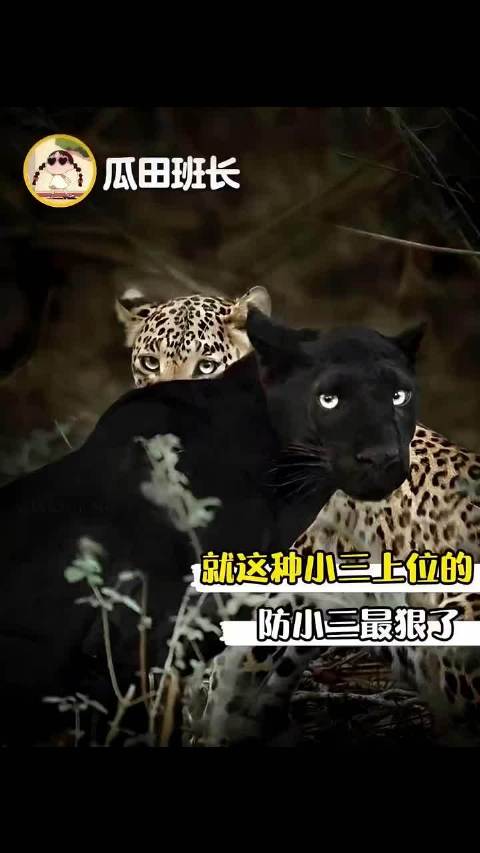 黑豹：姐姐，他老了配不上你了