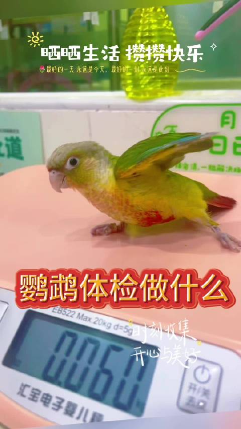 鹦鹉体检核心项目