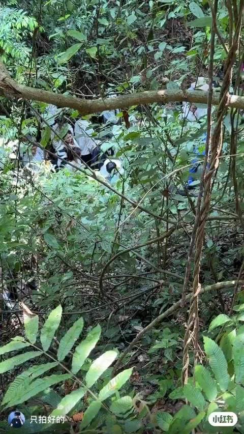 明川来版纳拍动物世界的吧鹦鹉熊象蛇还会有什么
